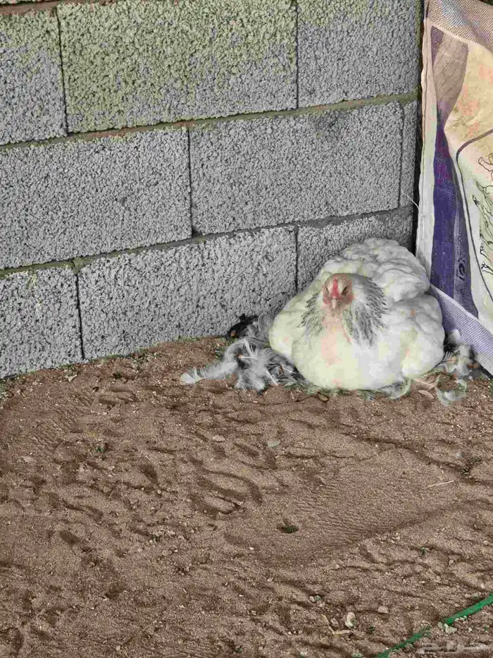 دجاج براهما كولمبي 2