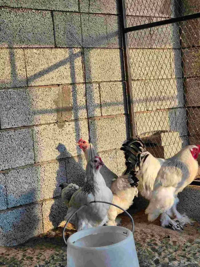 دجاج براهما كولمبي 0