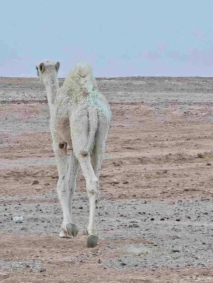 قعود اوضح طيب العمر فوق 7 شهور 4