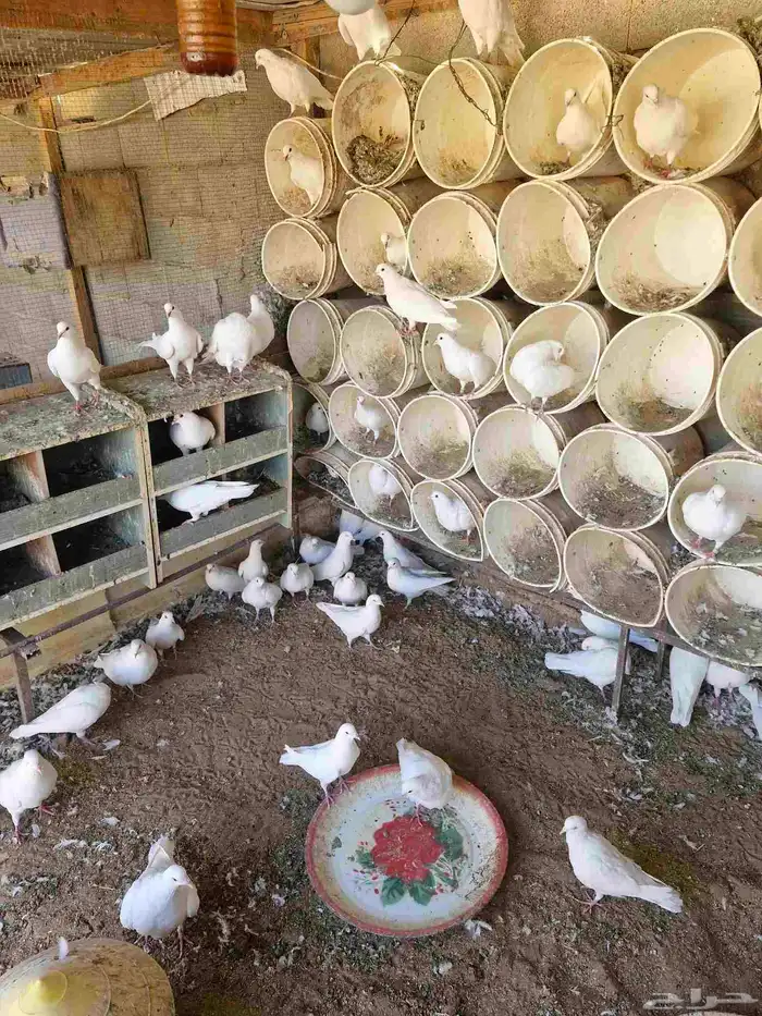 حمام فرنسي احجام طيبه 28 جوز منتج 1