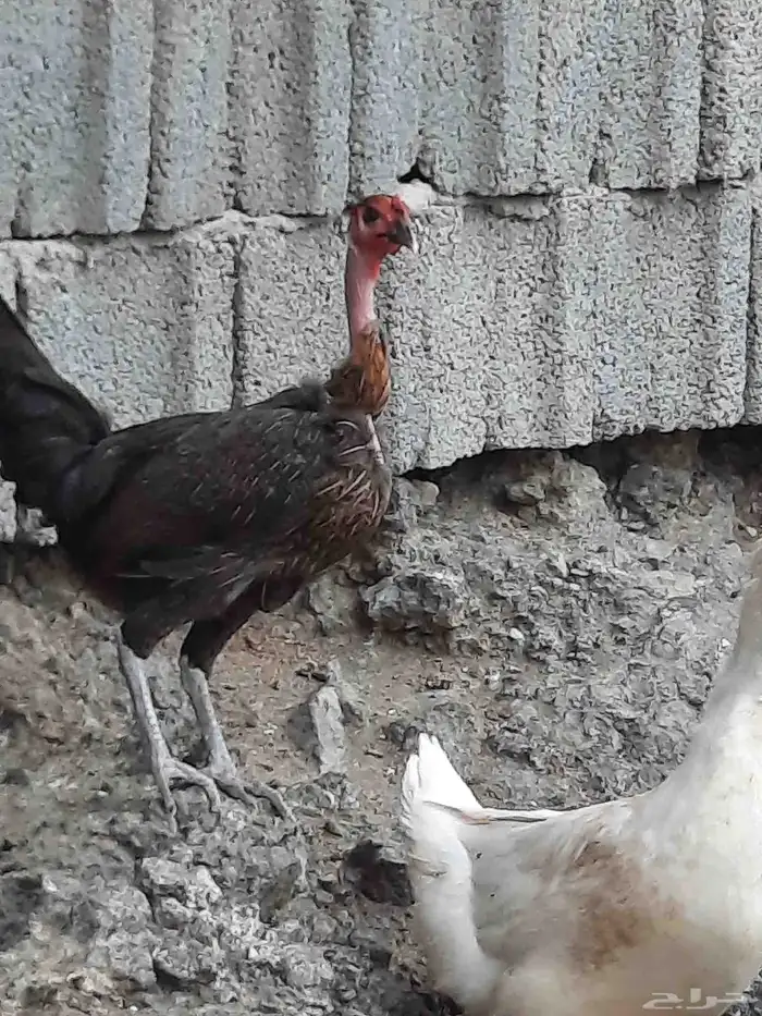 دجاج فيتنامي وفونكس 2