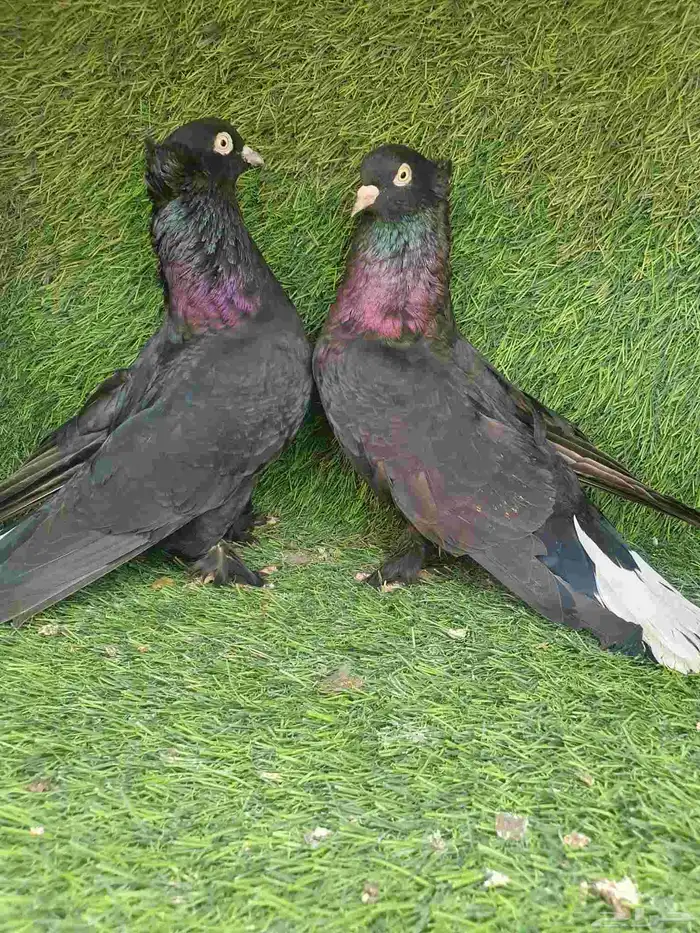 جوز تركي اسود لمعه مذيل وشال عريض 2