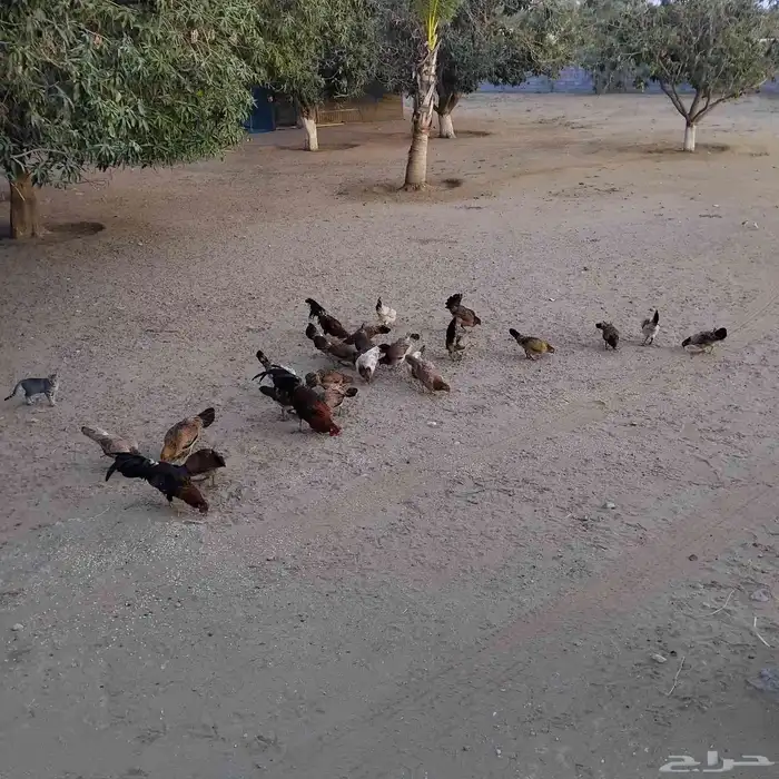 دجاج وا ديوك بلدي 5