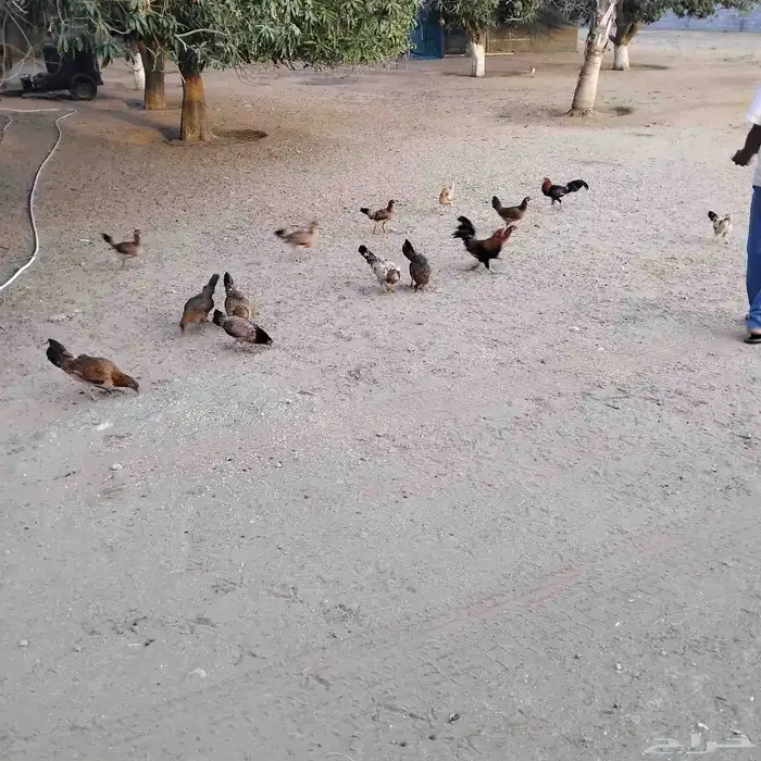 دجاج وا ديوك بلدي 1