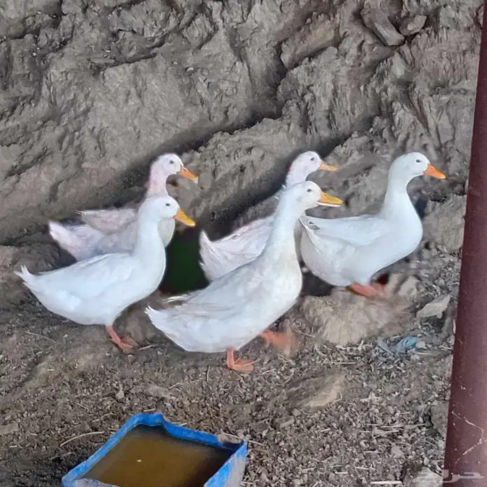 بط بكيني للبيع 0