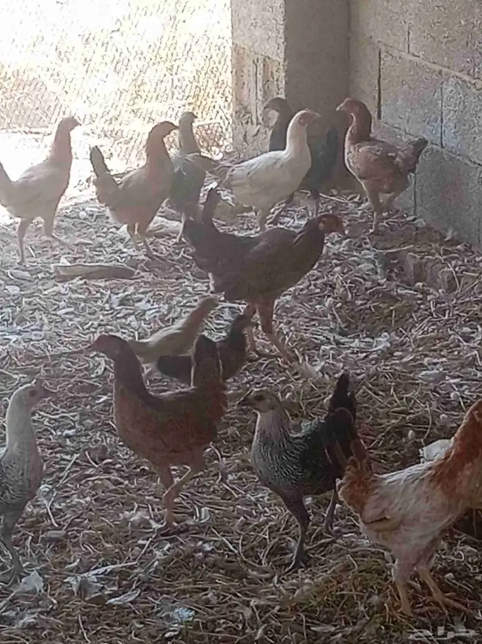 دجاج بلدي الموقع خميس البحر 0