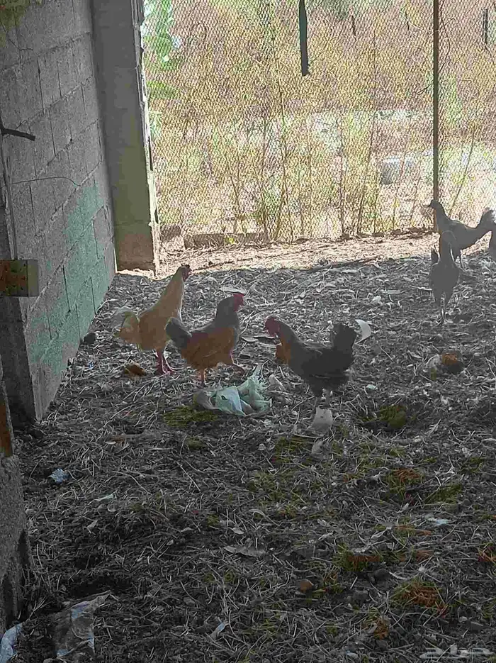 دجاج بلدي الموقع خميس البحر 1