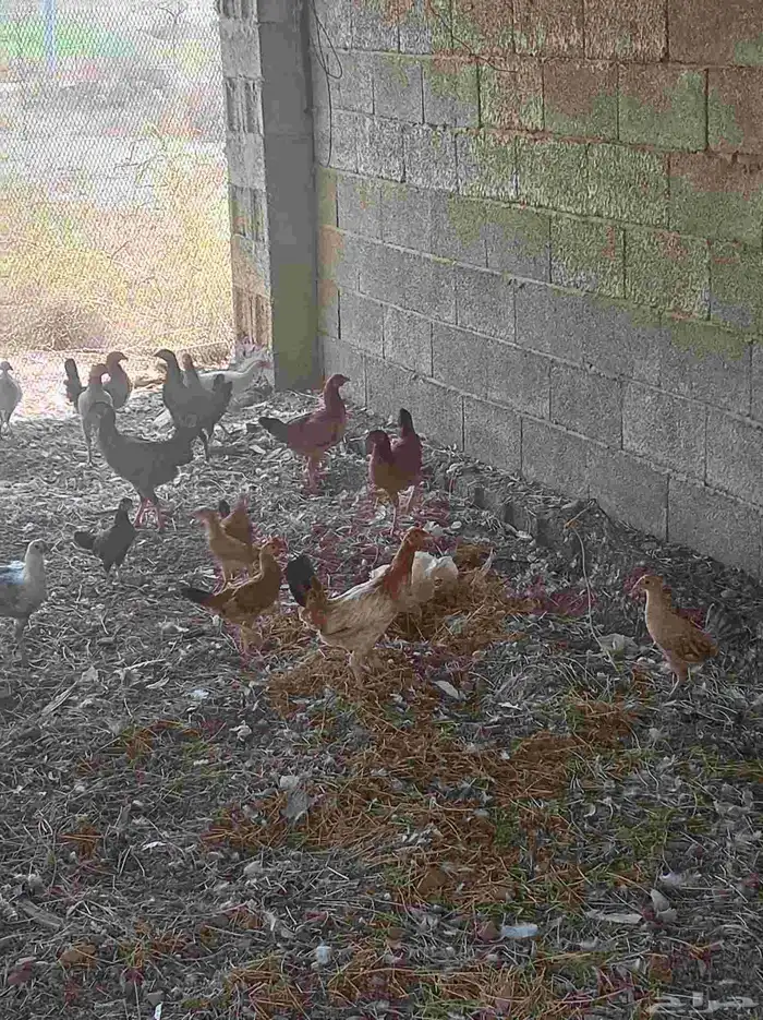 دجاج بلدي الموقع خميس البحر 3