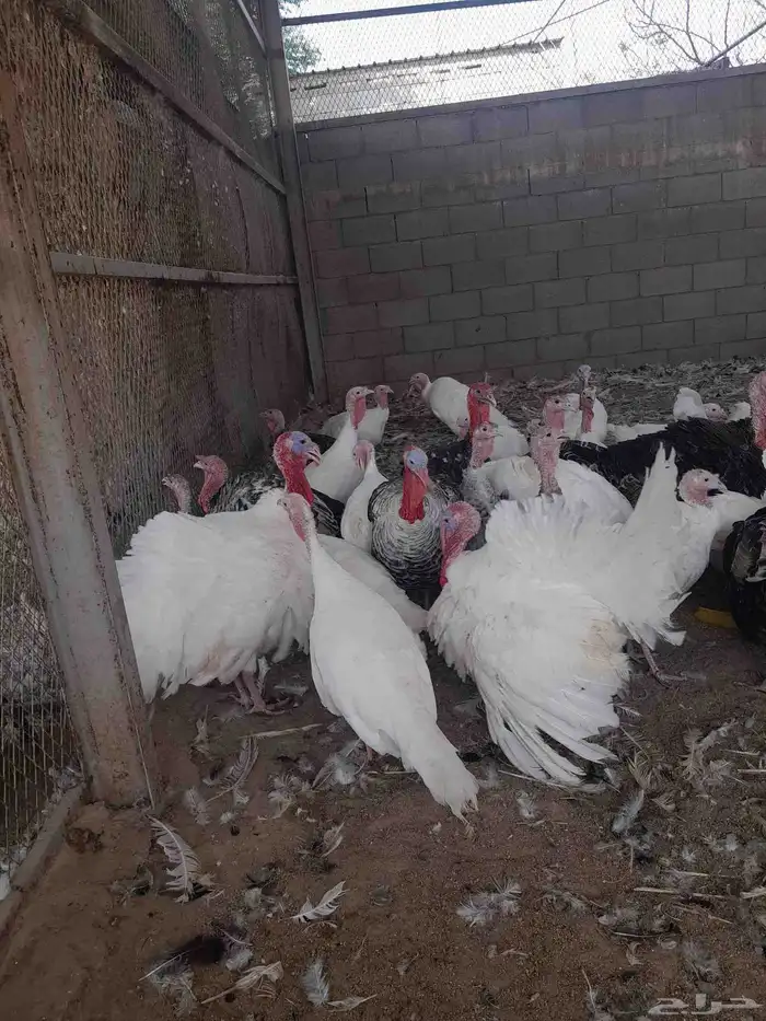 رومي للبيع 1