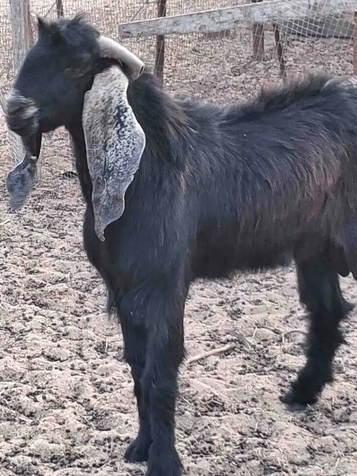 تيس عارضي صنف الصنف توه رباع فاخر توم 3 حار في الضراب 0