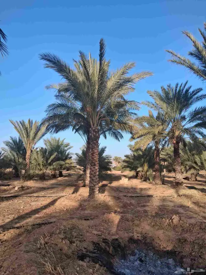 نخل للبيع من مترين الا خمسه متر 2