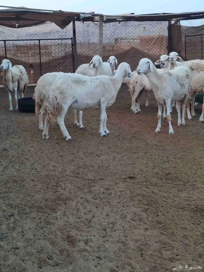 رخال حريات حرش صنف الصنف 8 تحتها 2 4