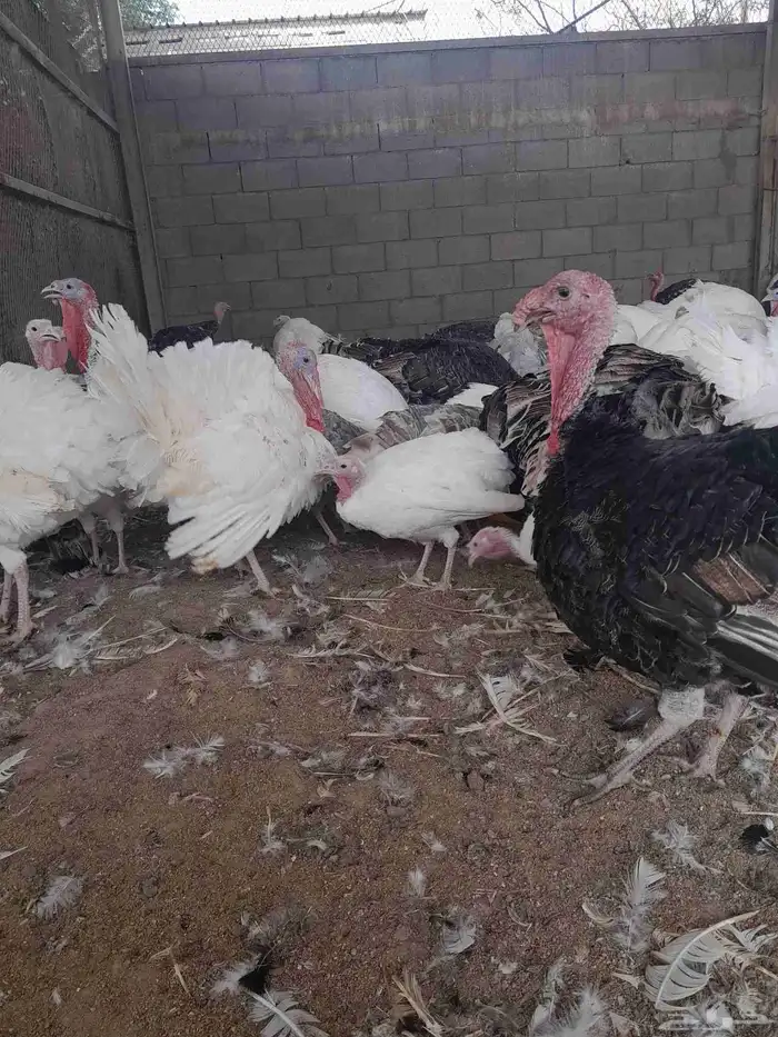 رومي للبيع 3