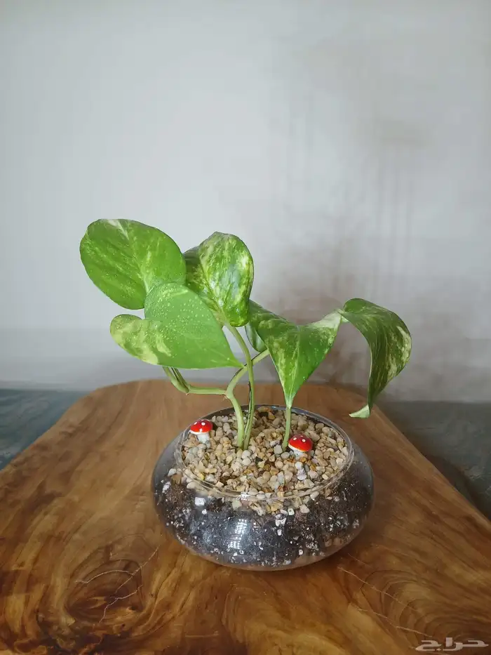 نبتة البوتس مع الفازة فقط 20 7