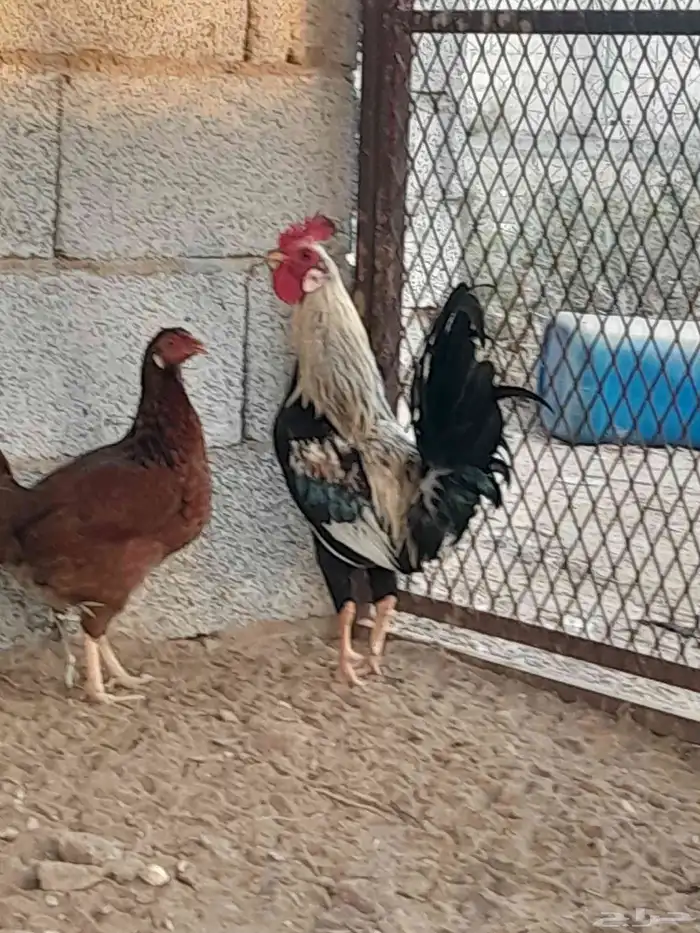 للبيع ديك بلدي 5