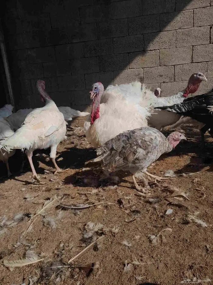 رومي للبيع 7