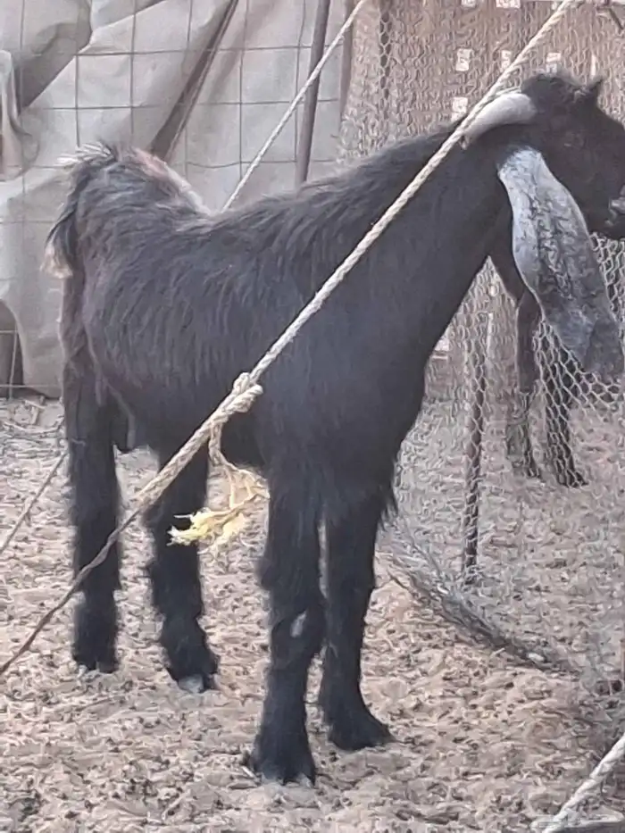 تيس عارضي صنف الصنف توه رباع فاخر توم 3 حار في الضراب 4