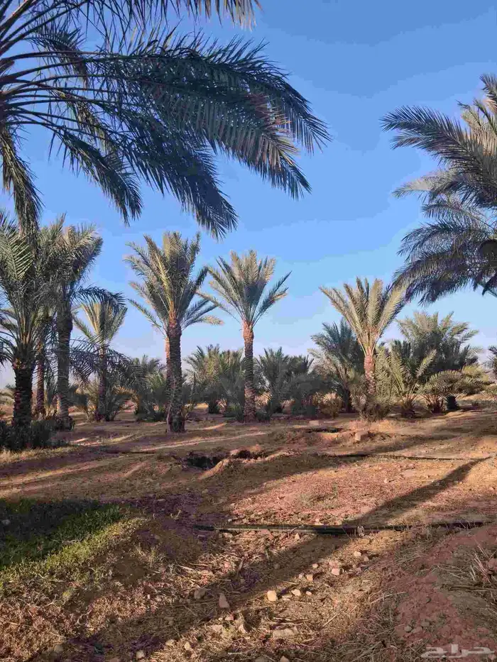 نخل للبيع من مترين الا خمسه متر 0