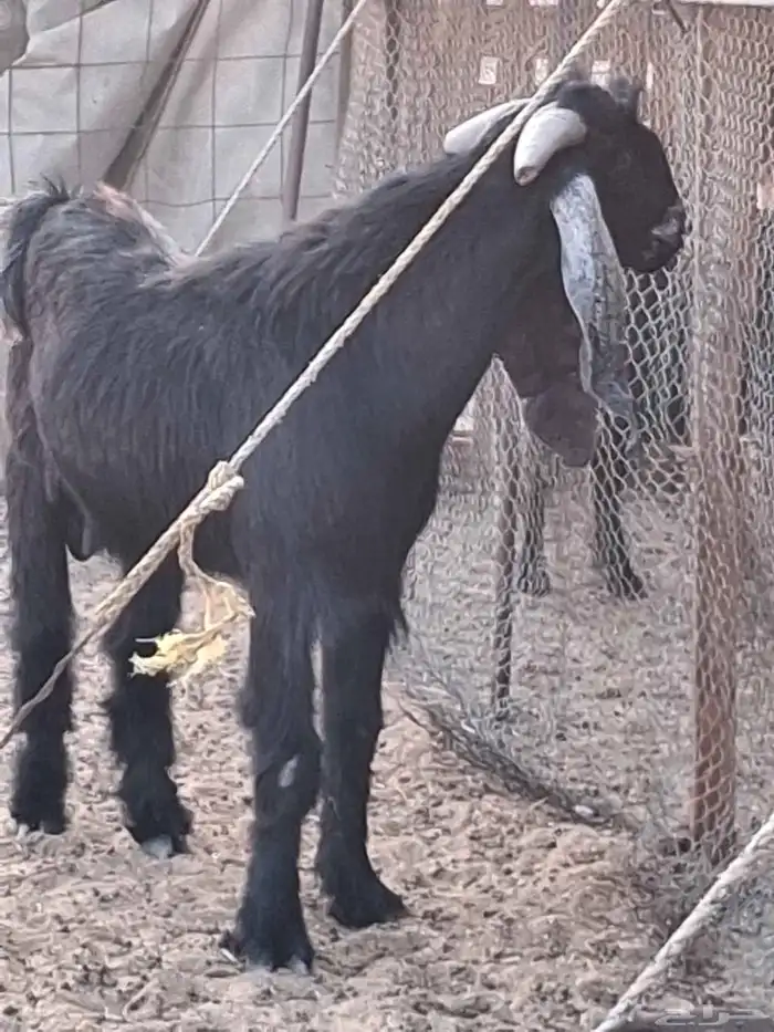 تيس عارضي صنف الصنف توه رباع فاخر توم 3 حار في الضراب 1