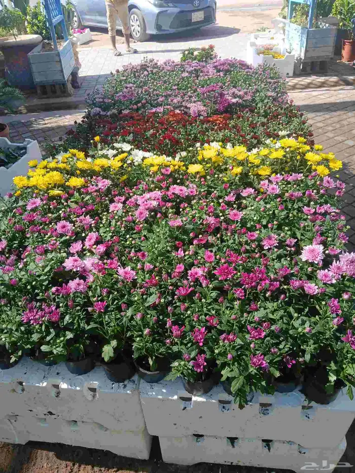 مشتال افندينه لي ازراعه وتنثيك الحديق والسترحات ونخيل وشنطبي 4