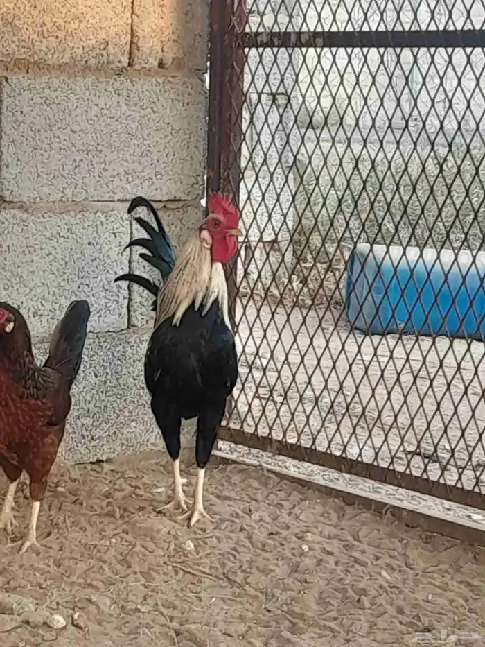 للبيع ديك بلدي 3