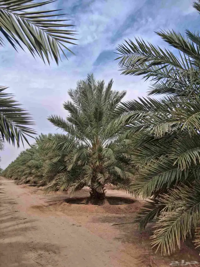 نخل للبيع من مترين الا خمسه متر 5