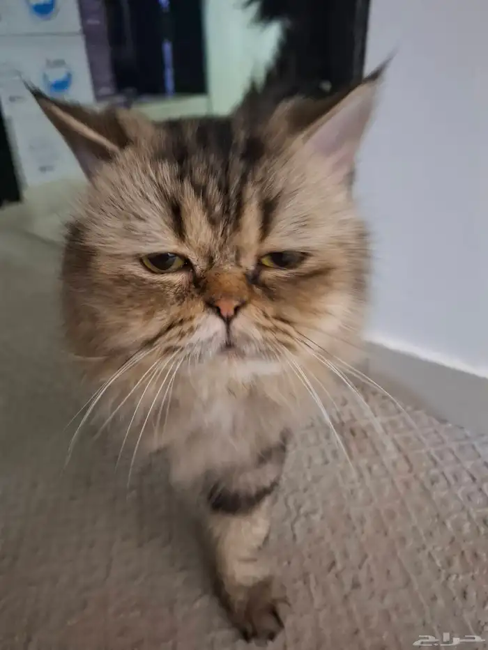 قط للتبني بصحه جيده 0