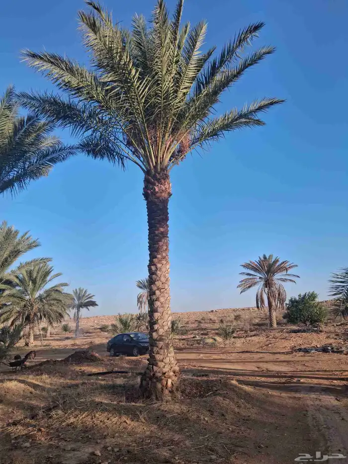 نخل للبيع من مترين الا خمسه متر 1
