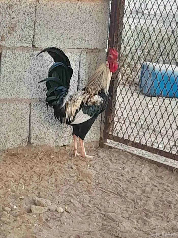 للبيع ديك بلدي 4