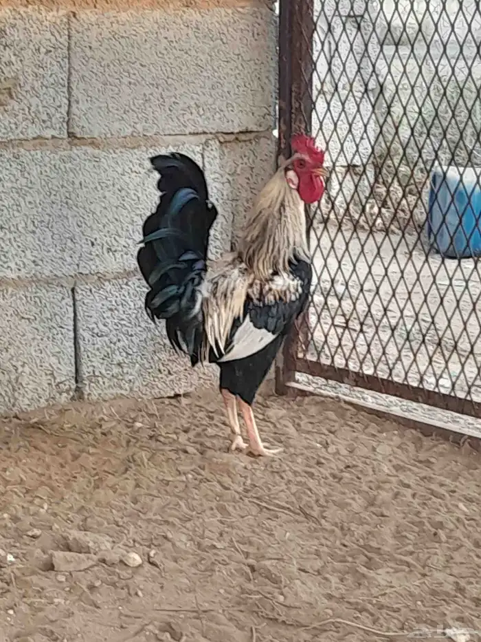 للبيع ديك بلدي 1