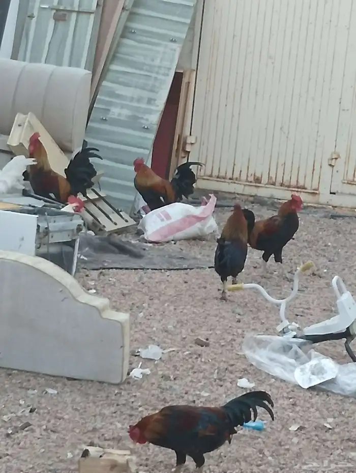 ديوك بلدي وفرنسي 5