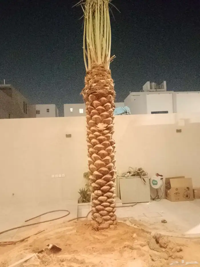 نخل للبيع مثمر اسعار طيبه 0