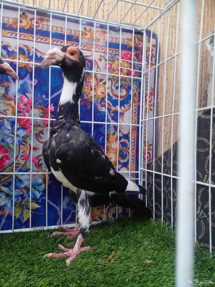 ذكر وانتاجه عمالقه ... فرخين مخاليف انتاج 25 1