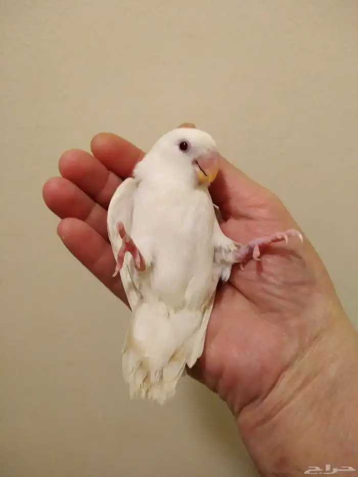 روز أليف جدا مناسب للأطفال بداية فطام وهدد باأغراضه 3