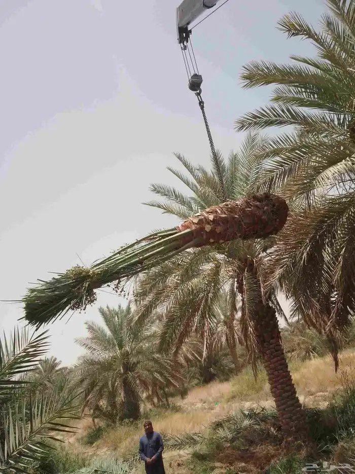 نخل للبيع مثمر خلاص سكري شيشي هلالي مجدول صقعي غر منيفي شهل 3