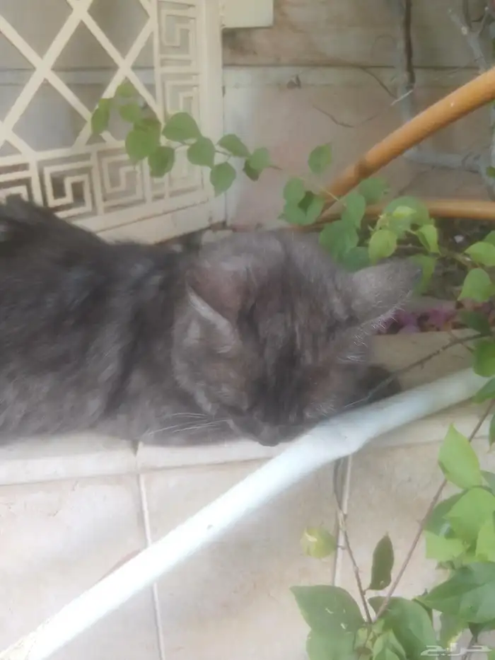 قط بيت هارب من البيت لا تبني جميل ونضيف 0