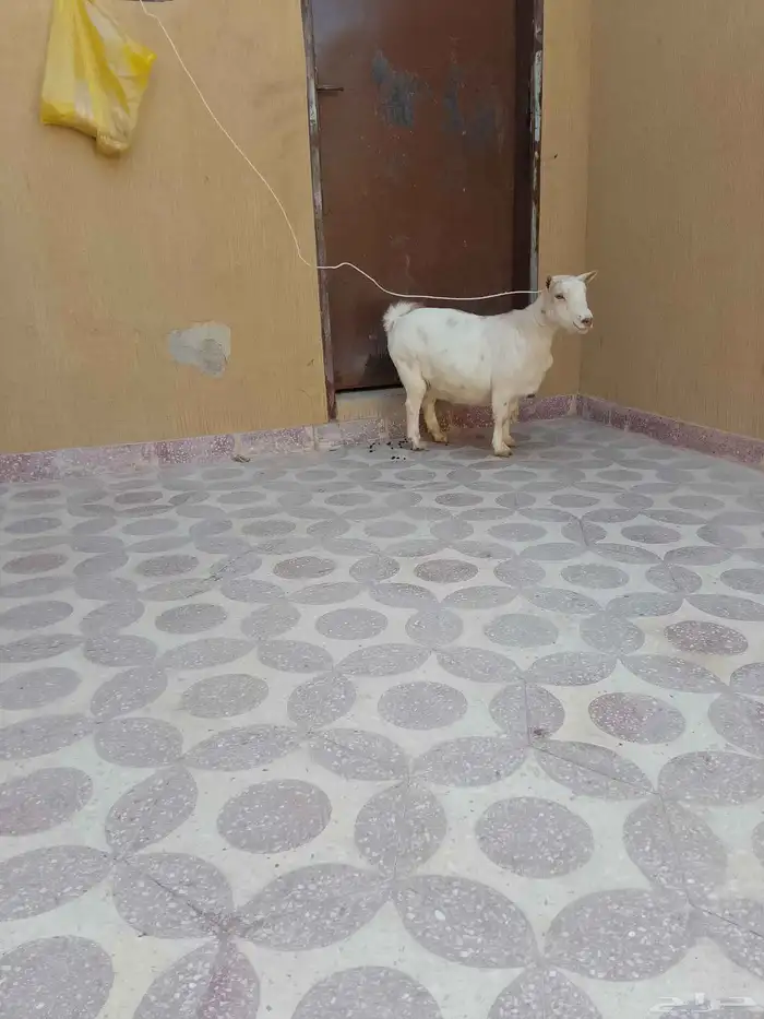 قزميه شيكيه بيور 0