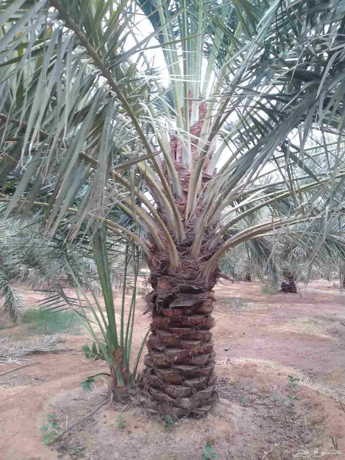 يوجد لدي نخل سلطانه وهلالي وخلاص ومسكاني ونبوت سيف وبرحي حائ 6