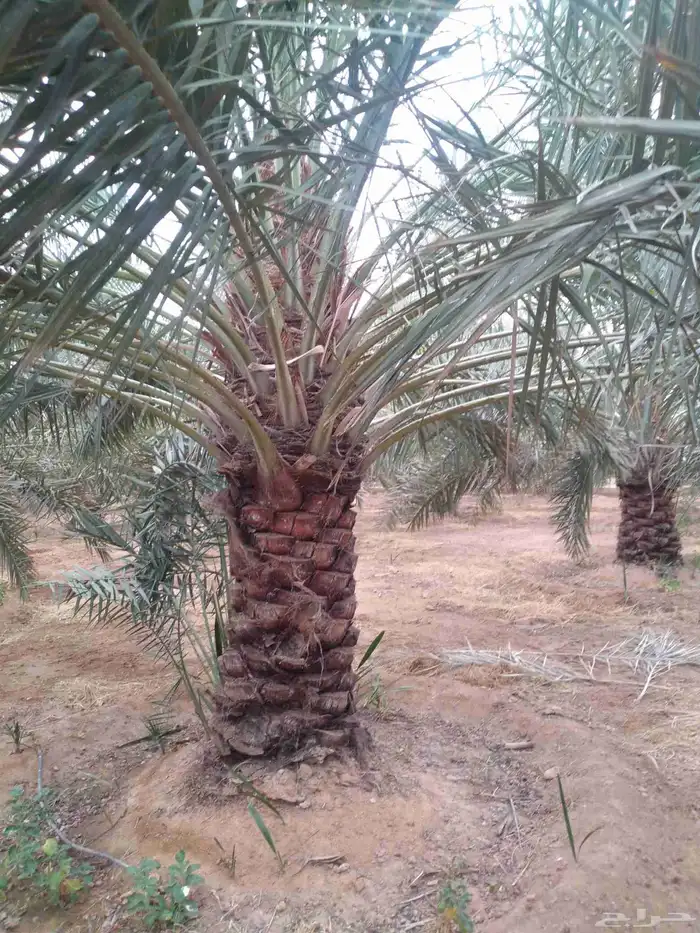 يوجد لدي نخل سلطانه وهلالي وخلاص ومسكاني ونبوت سيف وبرحي حائ 4