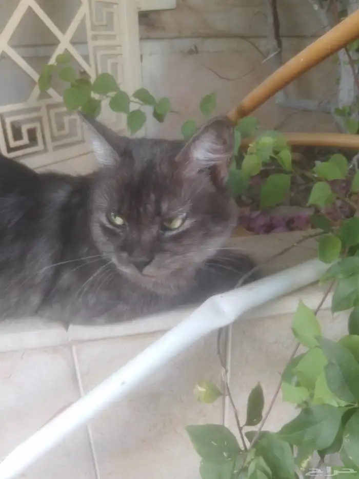 قط بيت هارب من البيت لا تبني جميل ونضيف 1