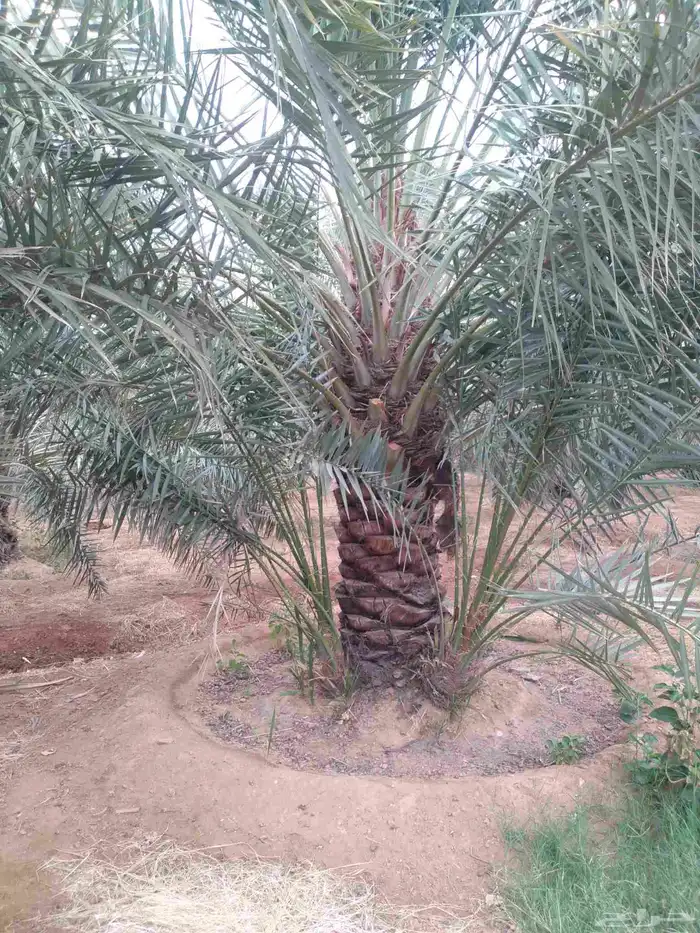 يوجد لدي نخل سلطانه وهلالي وخلاص ومسكاني ونبوت سيف وبرحي حائ 5