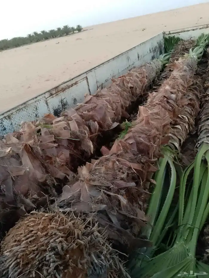 نخل واشنطني 3