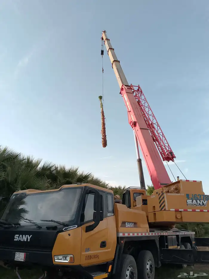 نخل واشنطني 7