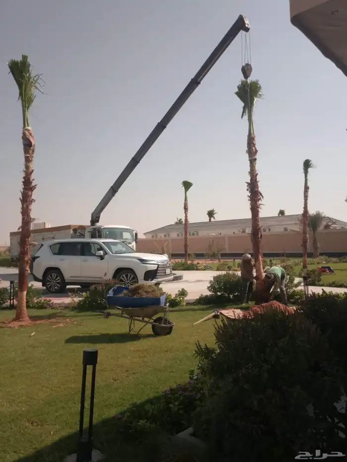 نخل واشنطني 8