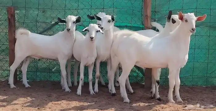 تيوس بيشيه إنتاج مراحي سمان ومشروطة الصحة والنظافة 2