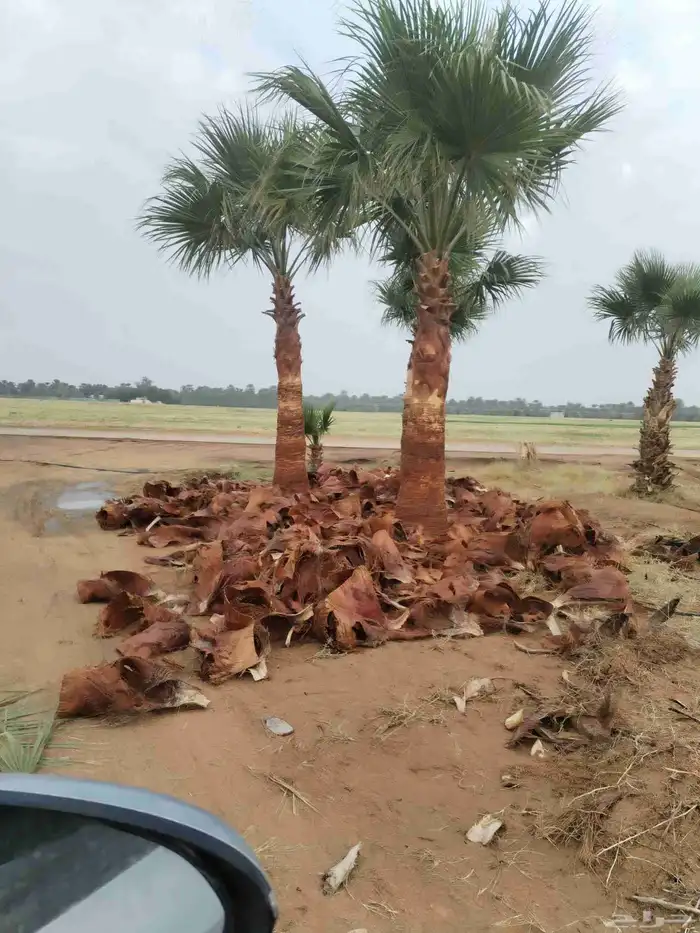 نخل مثمر عربي خلاص صقعي سكري هلالي برحي ونخيل واشنطني زينه 1