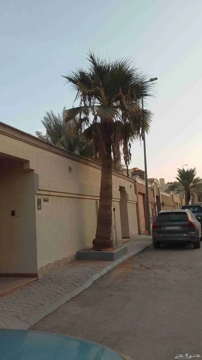 يوجد لدينا عمال تكريب النخيل 2