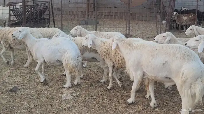 ضان جروووم مراح واحد طيبات دفيع وولد بفحلها 6