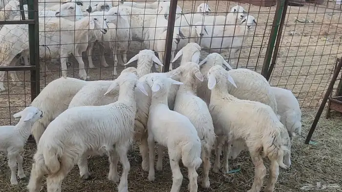 ضان جروووم مراح واحد طيبات دفيع وولد بفحلها 17