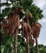 نخل واشنطن زينه وبسعر طيب 1